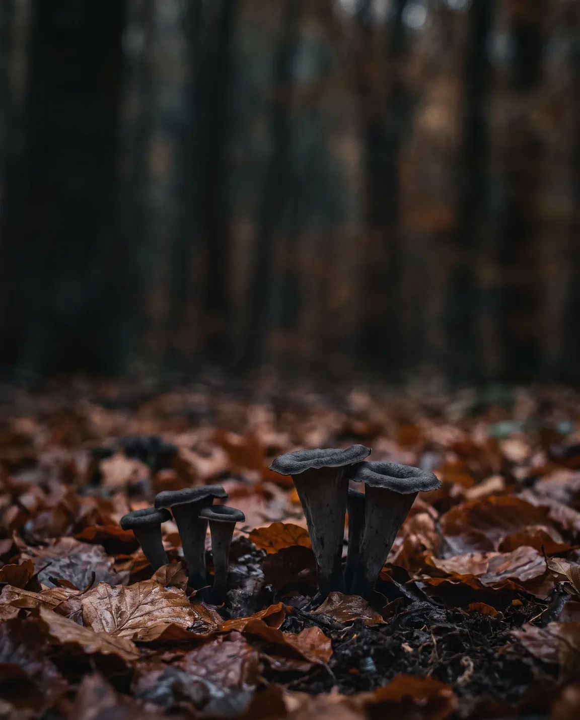 Trompette de la mort